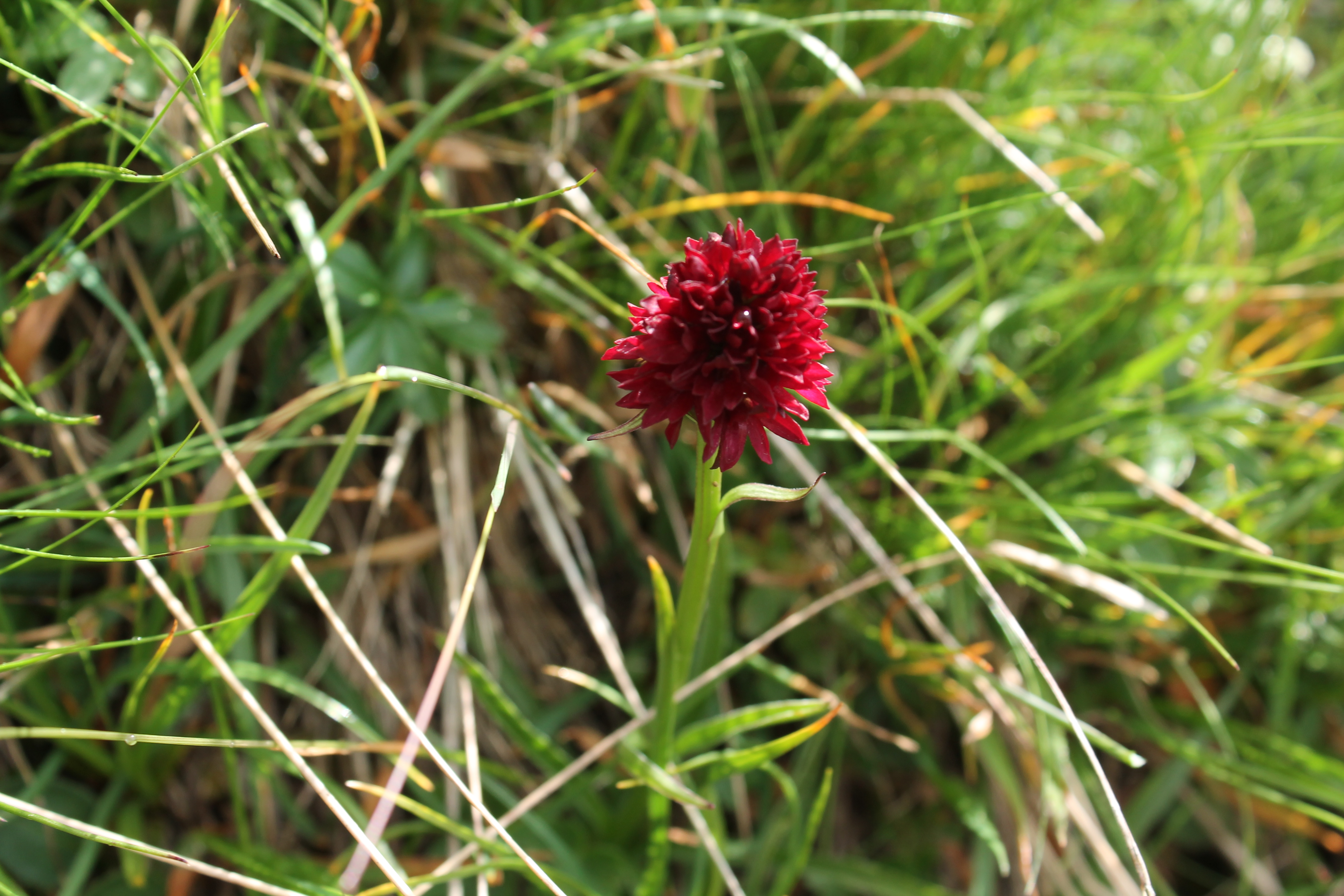 Edelweiss-Tour zum Passo di Gana Negra