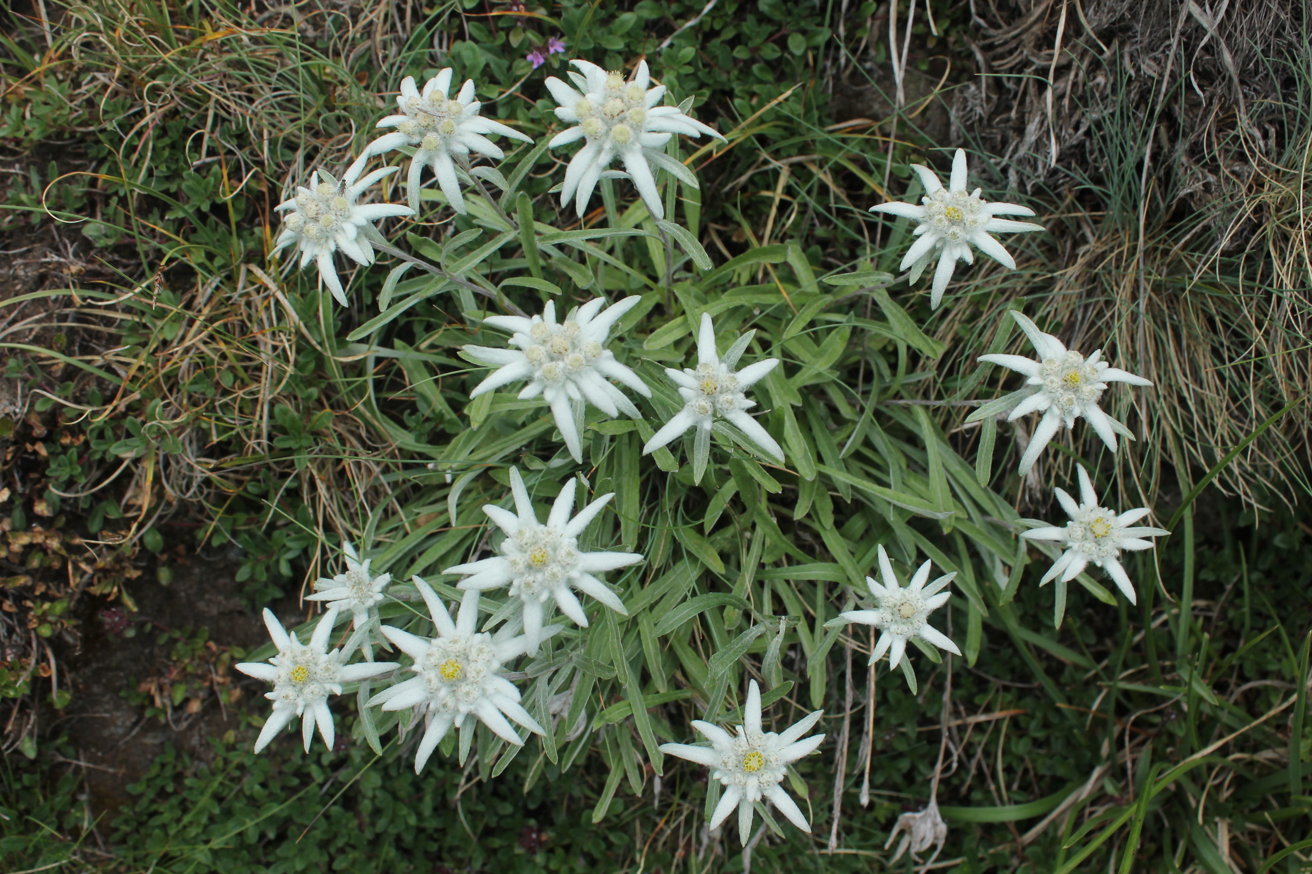 Edelweiss-Tour zum Passo di Gana Negra