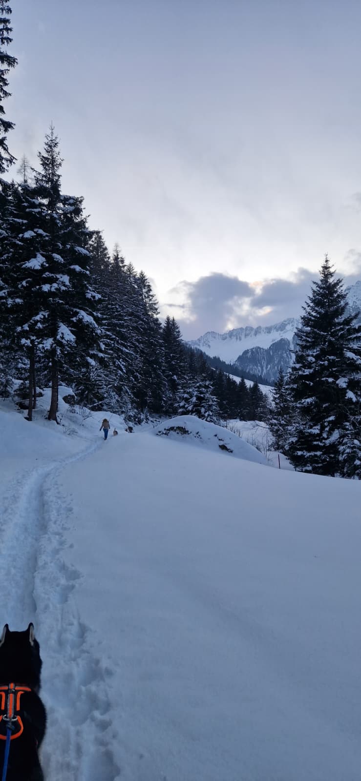mys-Randonnée en raquettes avec des huskies-Schneeschuh