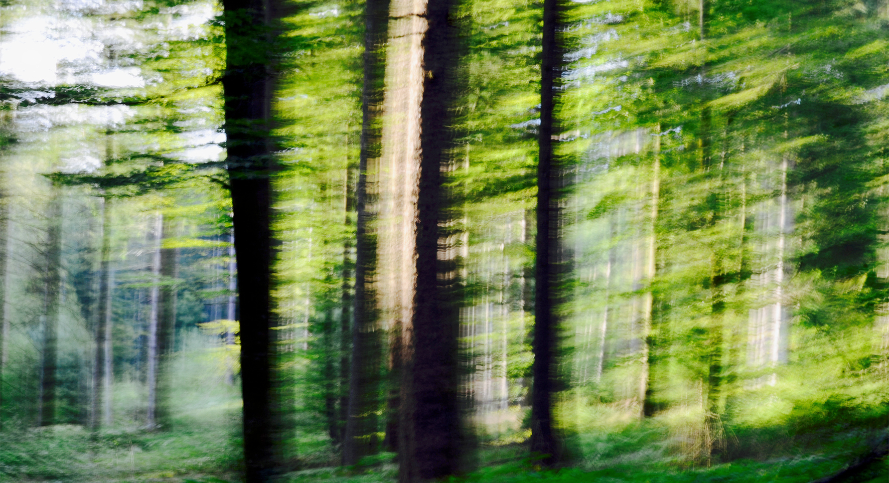 Mostra «Nature Tunes» di Karina Wisniewska