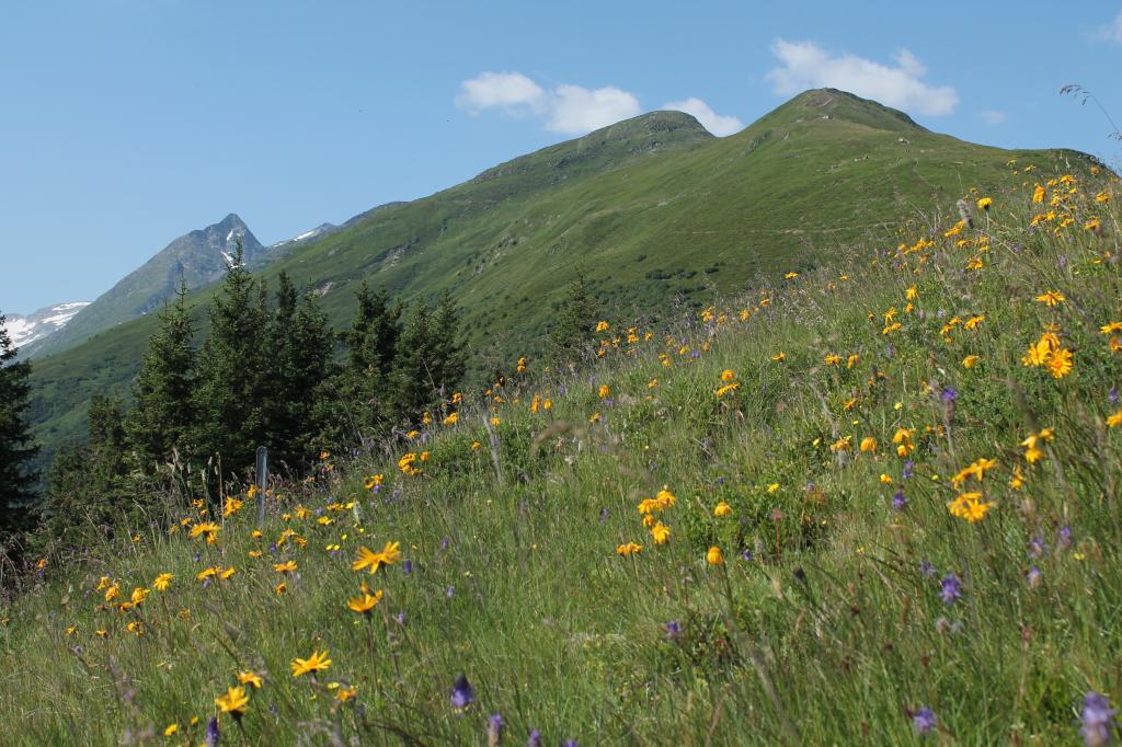 Höhenwanderung Tgom - Nalps - Cuolm Cavorgia