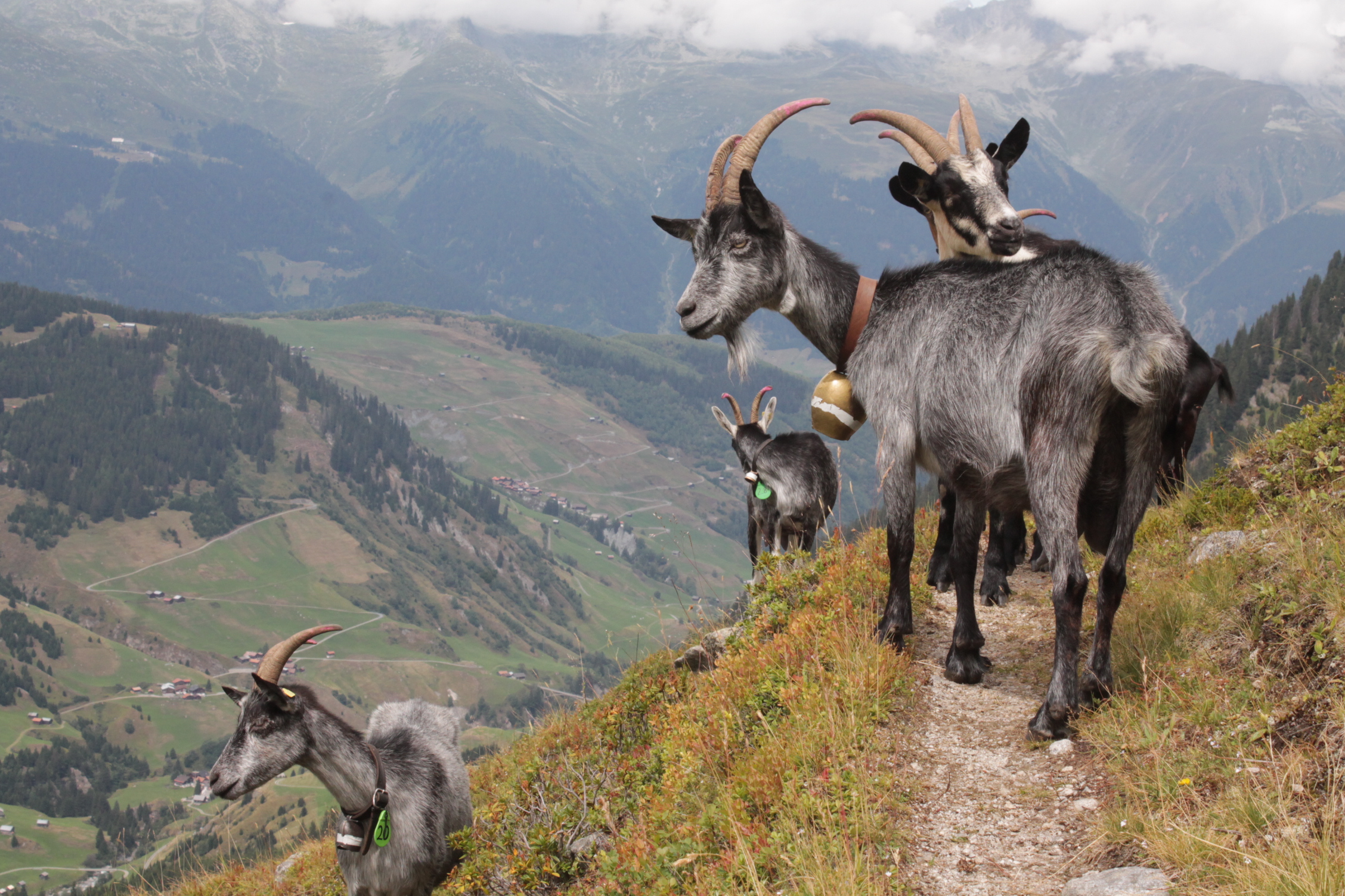 Natur Pur im Val Medel