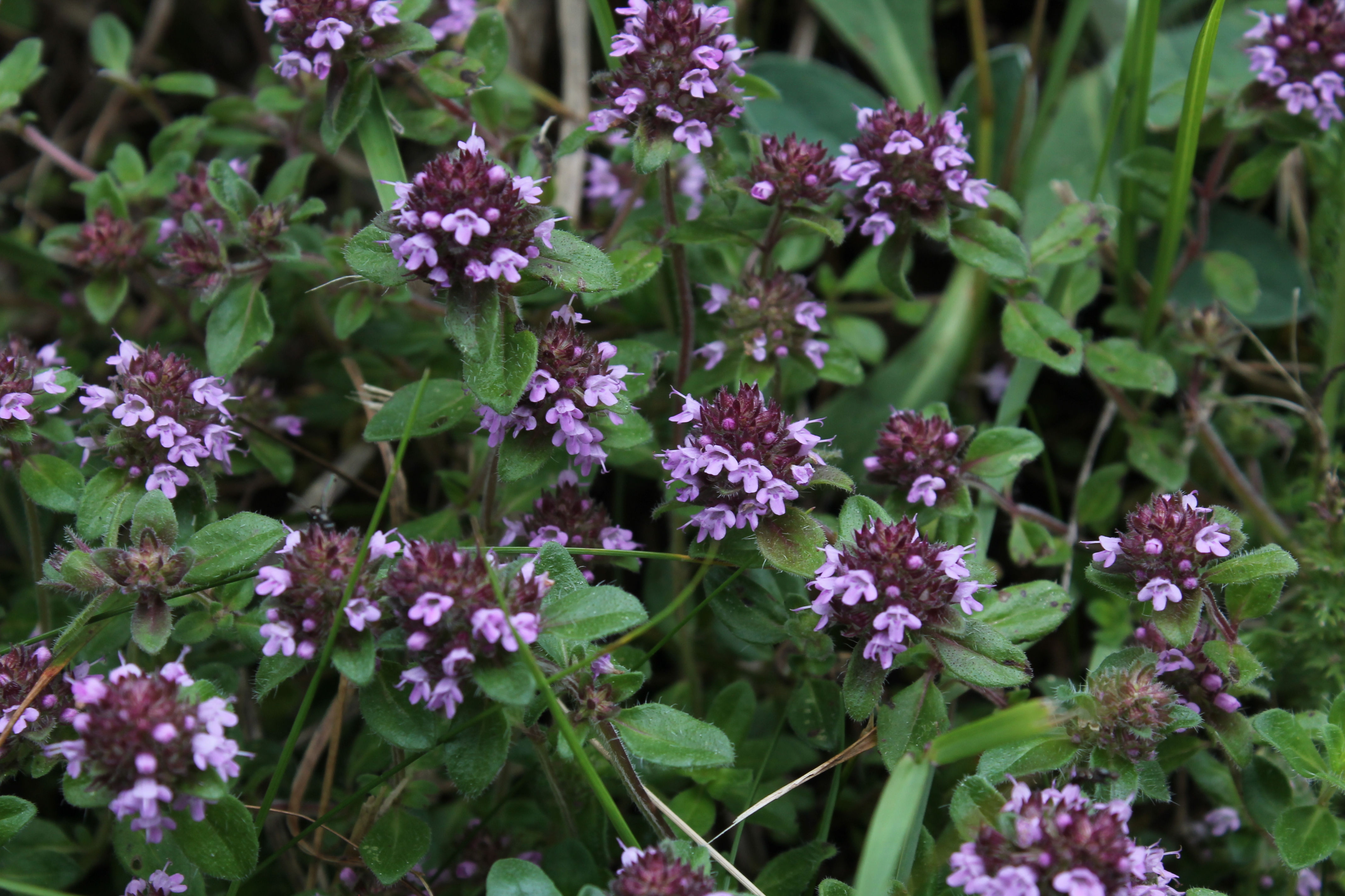 Jarvas medicinalas - Medicinal Plants