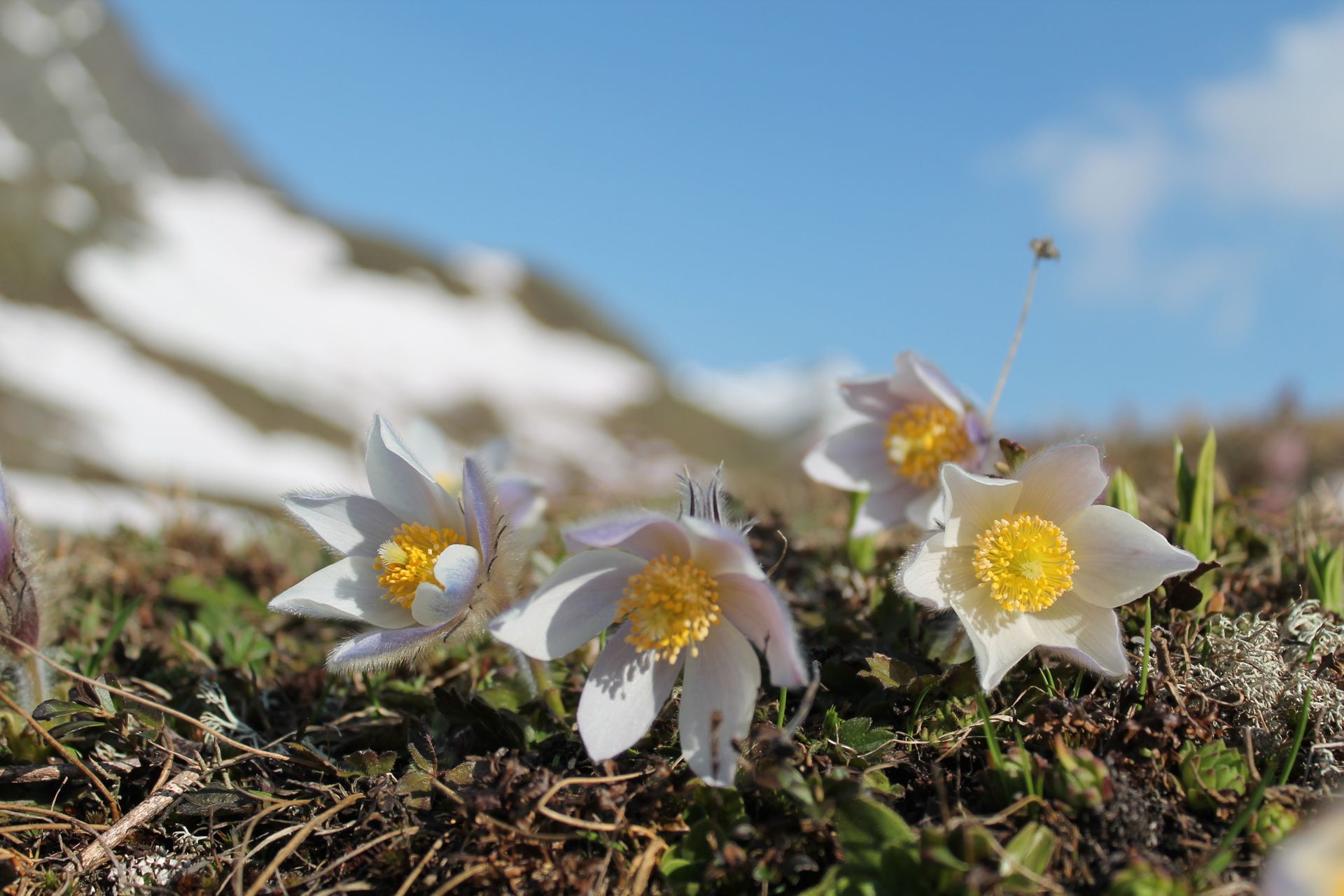 ASD_Landschaft_Anemone_Frühling_SDT2018