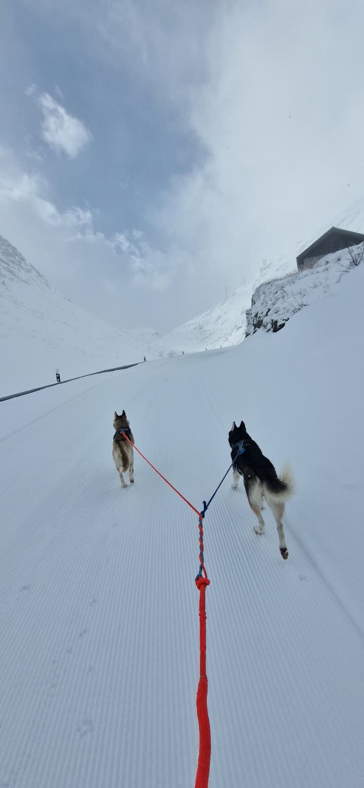 mys-Randonnée à ski pour débutants avec des huskies-Gotthardpass