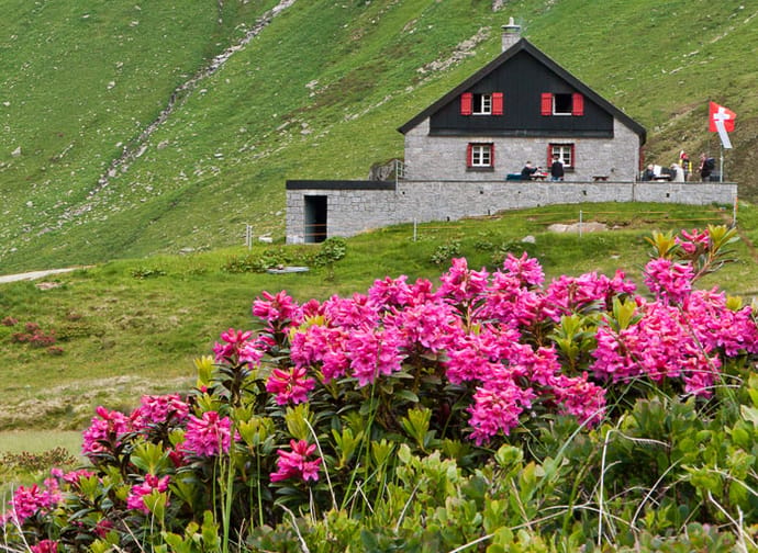 Vermigelhütte mit Alpenrosen