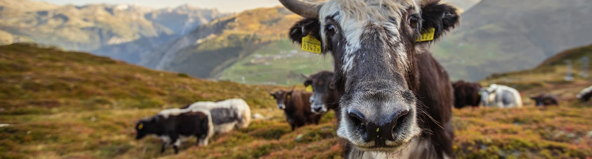 Yaks Gurschenalp Yaks Gurschenalp