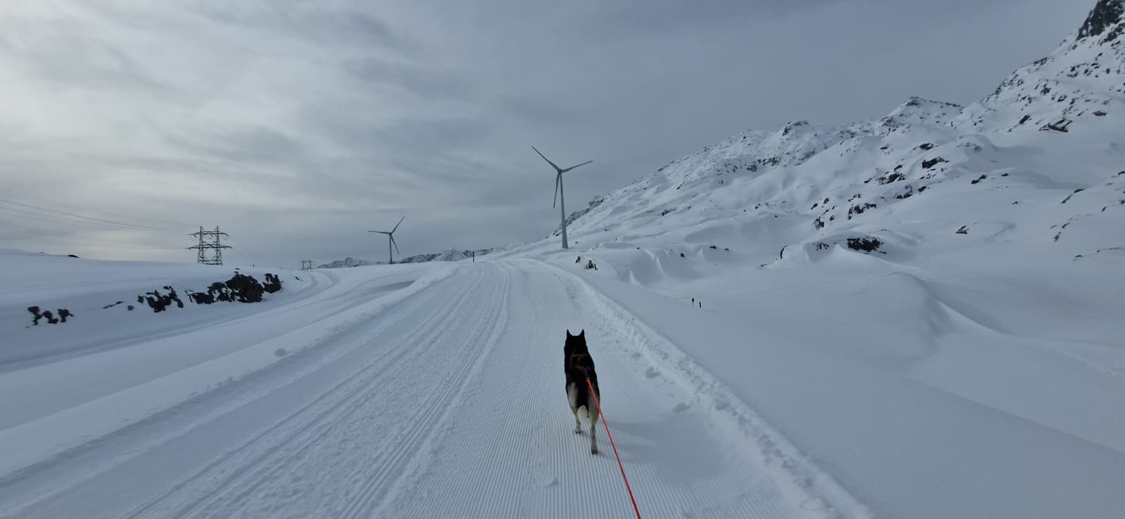 Husky Tour Gotthardpass