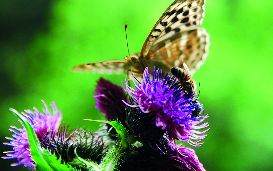 Urschner Wildkräuter