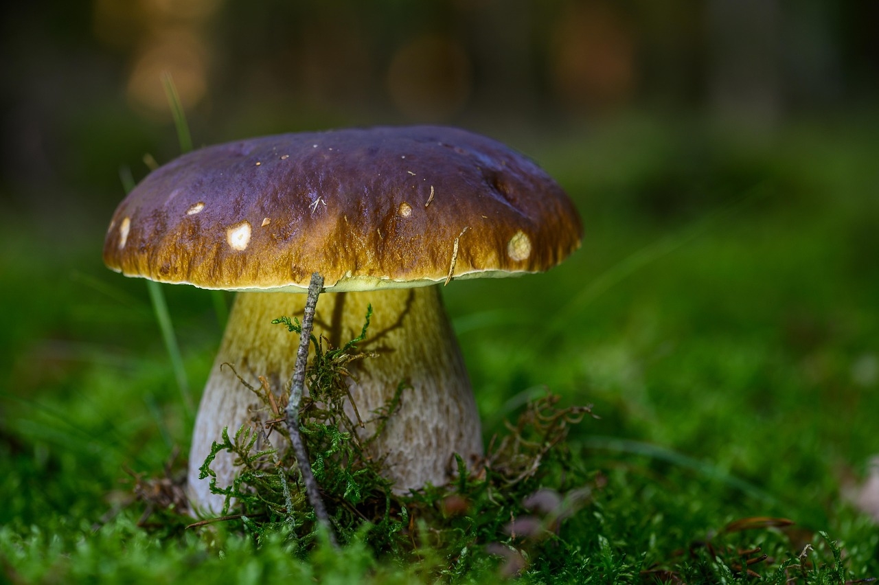 The discovery of mushrooms in the modern age.  From poisonous horror to delicacy