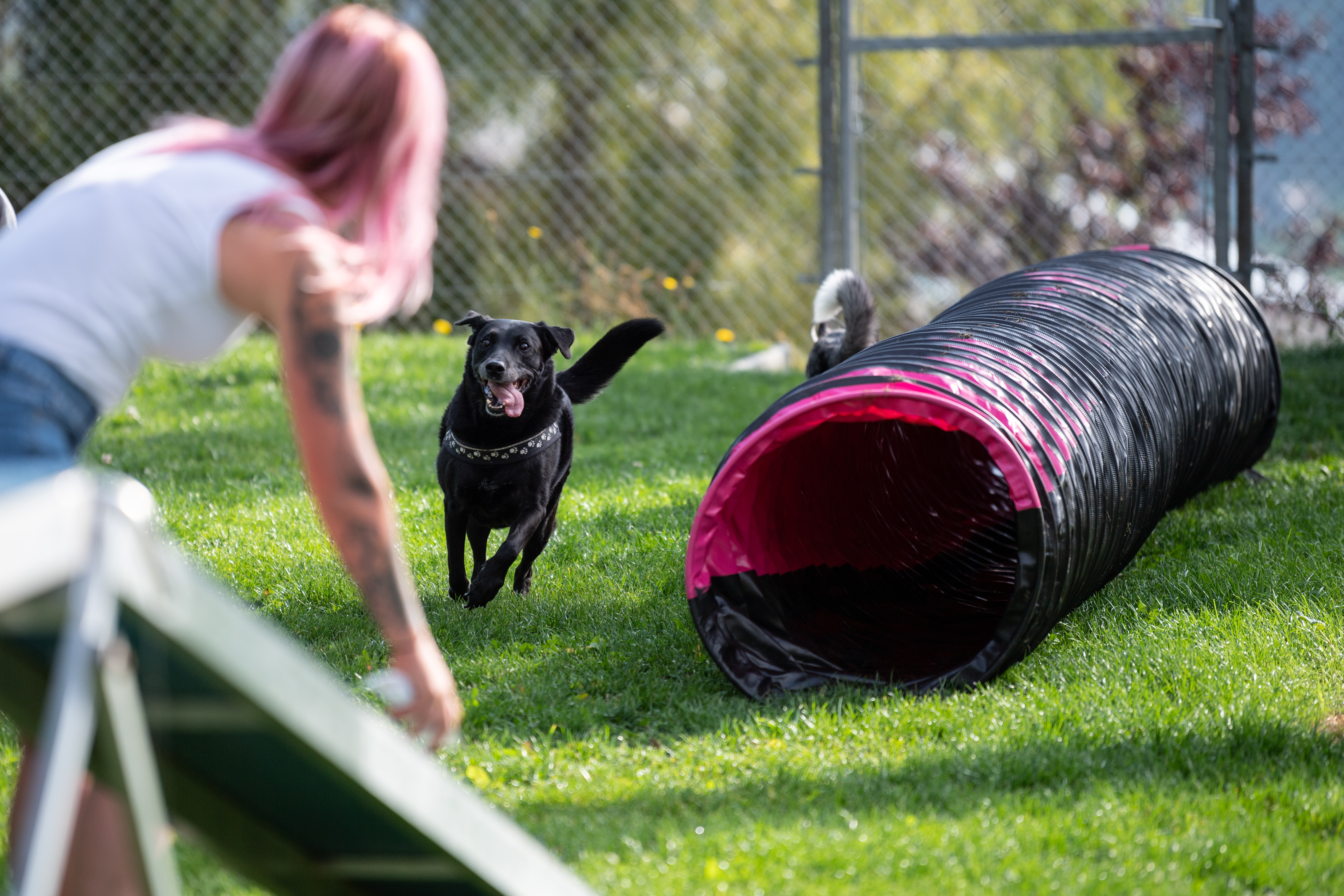 mys-Catrina Hundeplatz-Hundeplatz 1