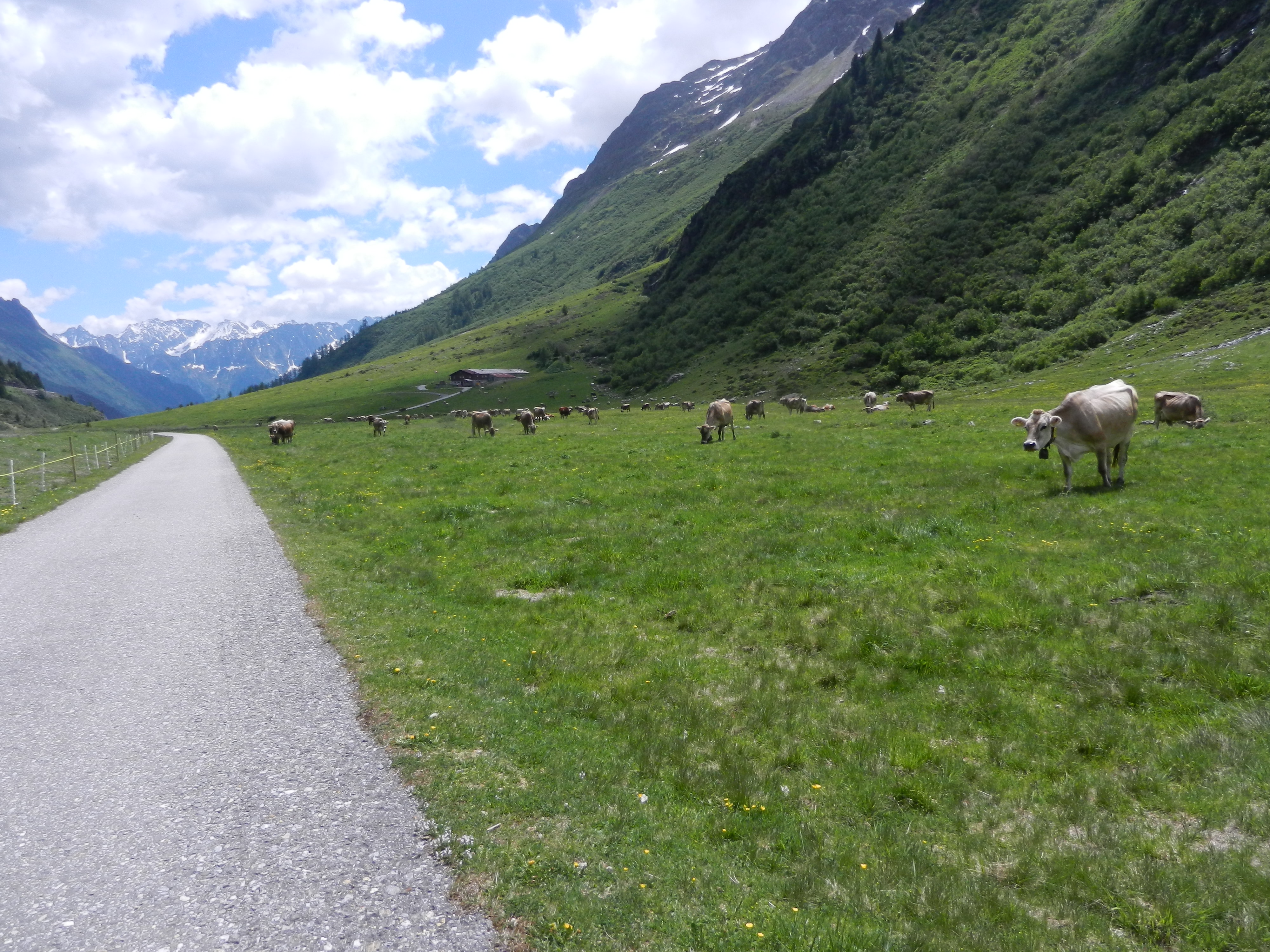 mys-Alp Hinterfeld-Alp Hinterfeld