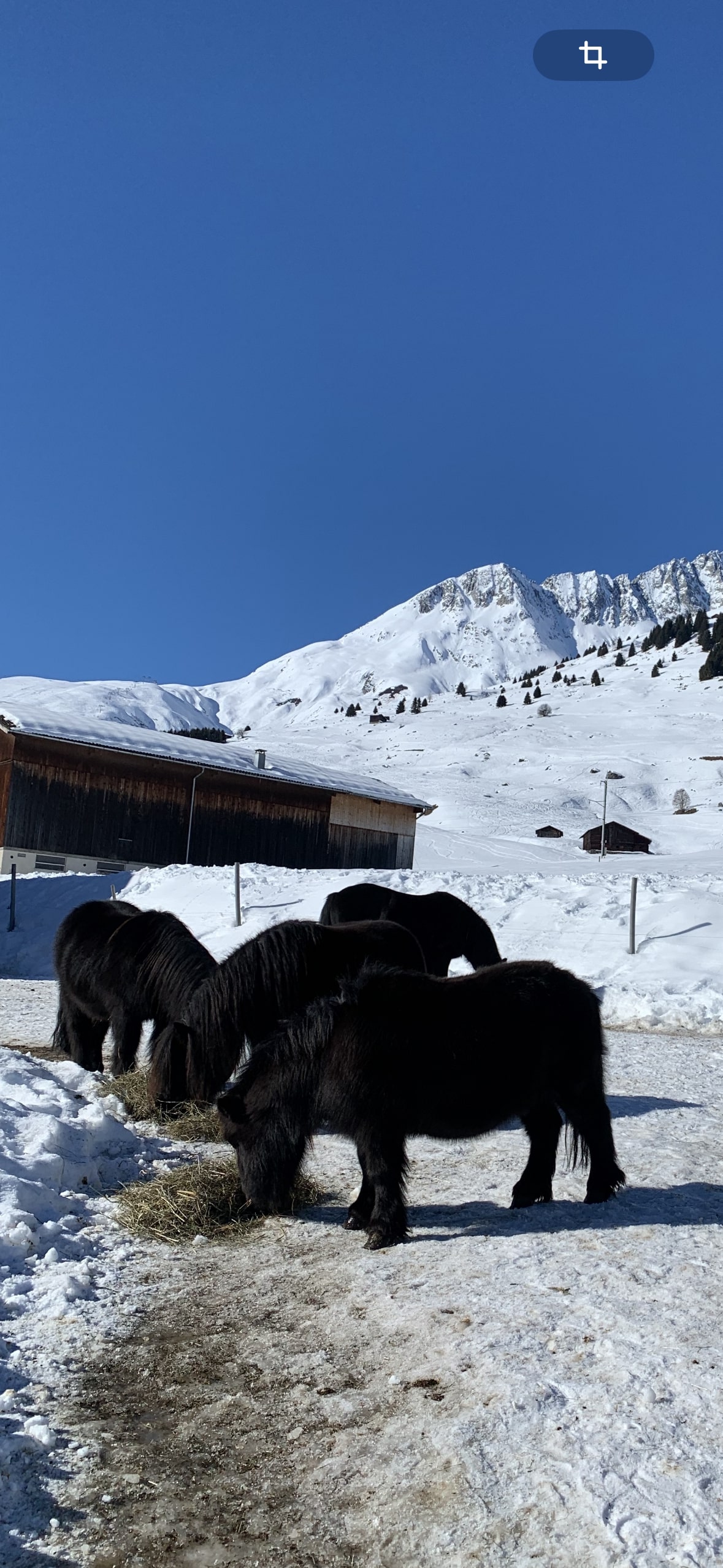 mys-Wandern mit Mini-Shetlandponys-Pony