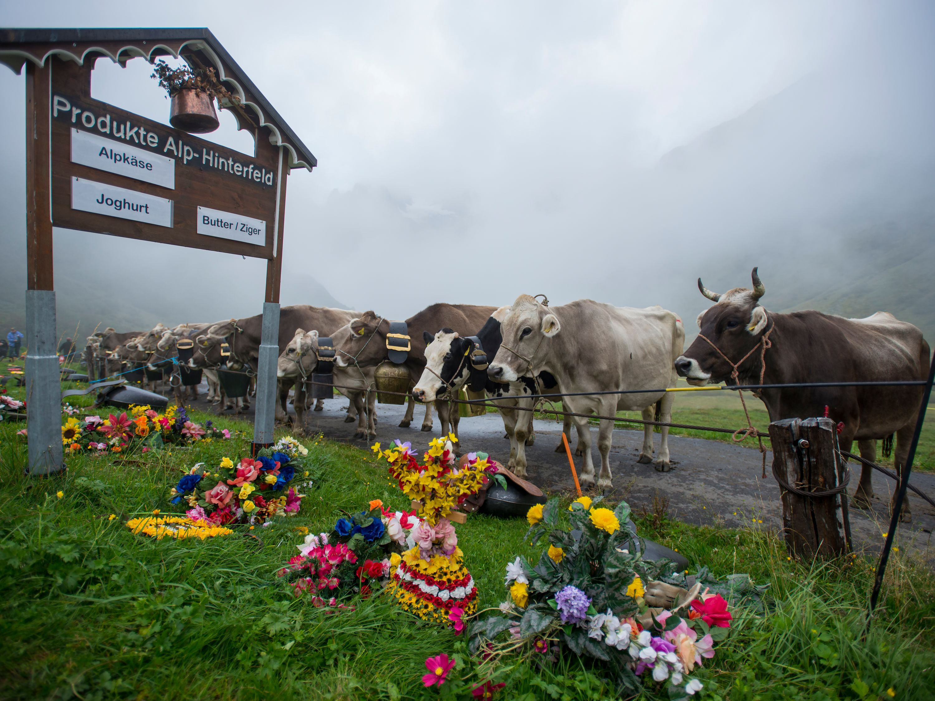 mys-Alp Hinterfeld-Alp Hinterfeld