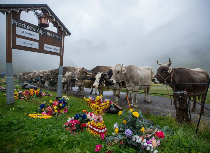 mys-Alp Hinterfeld-Alp Hinterfeld