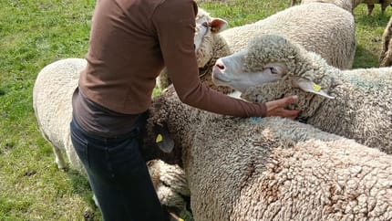 mys-A visit at the farm-Besuch auf dem Bauernhof Sandra Flepp