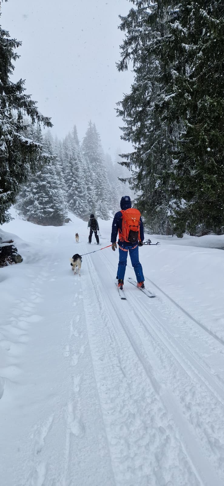 mys-Escursione con gli husky nella Göscheneralp-Göscheneralp
