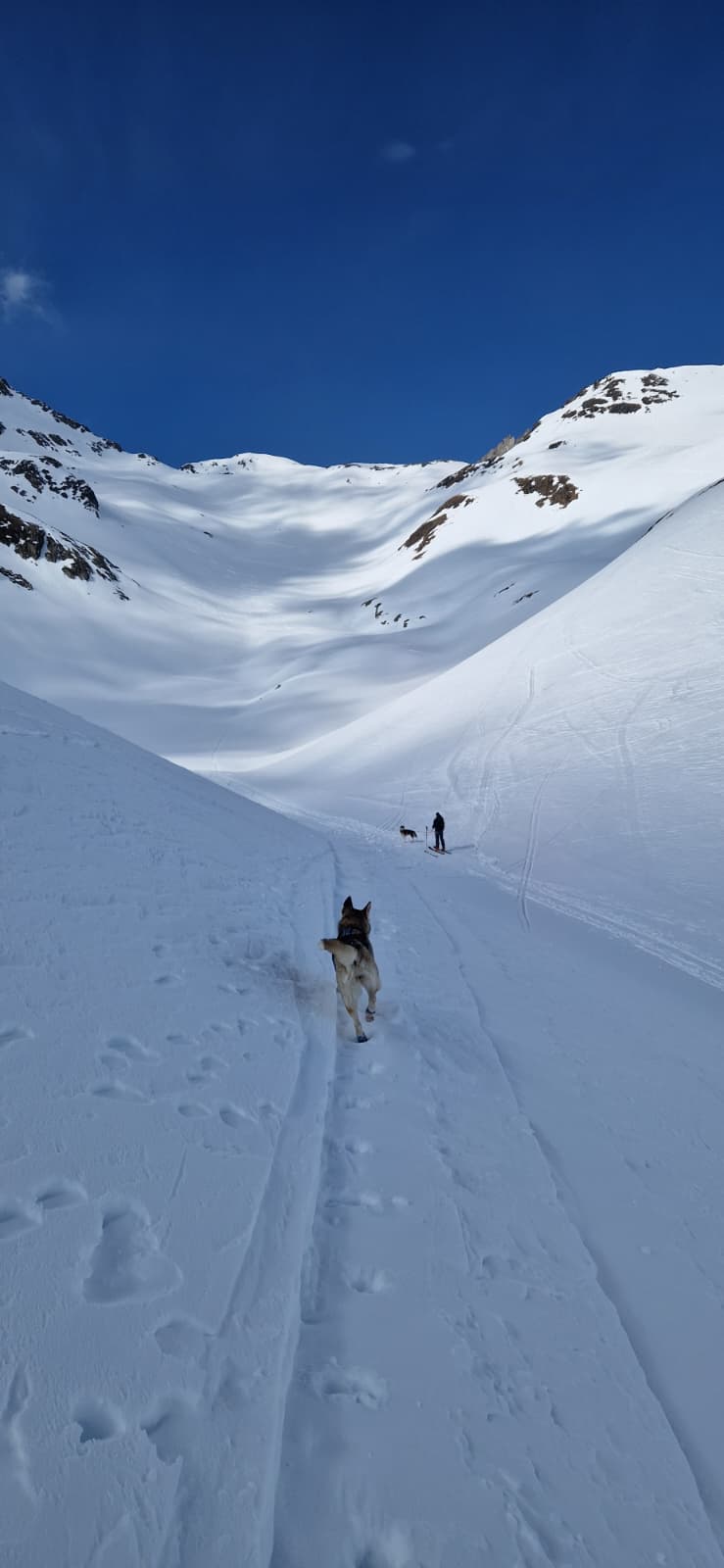 mys-Ski tour with huskies to the Maighelshütte-Hüttenromantik