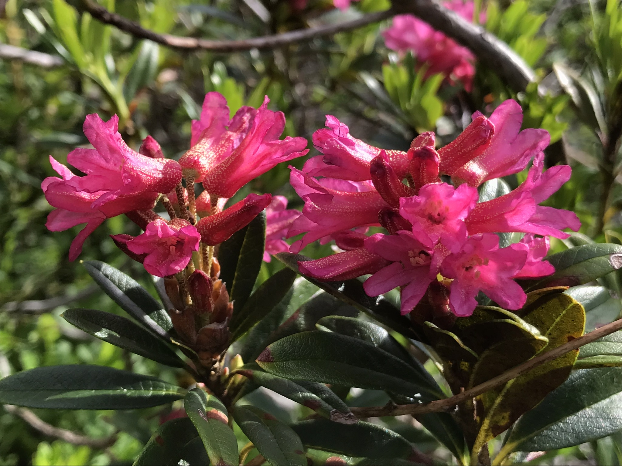 Alpenrosen am Arnisee