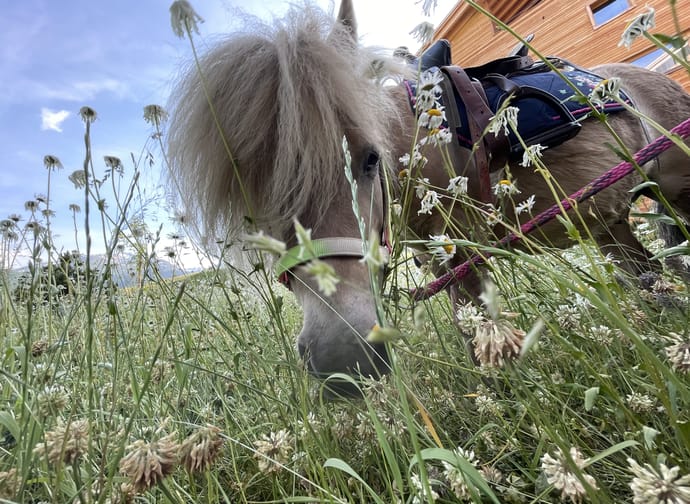 Pony rides in Piazza Catrina