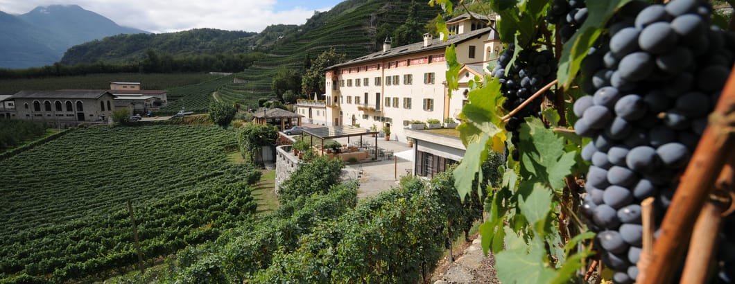 Weingut La Gatta Weingut La Gatta
