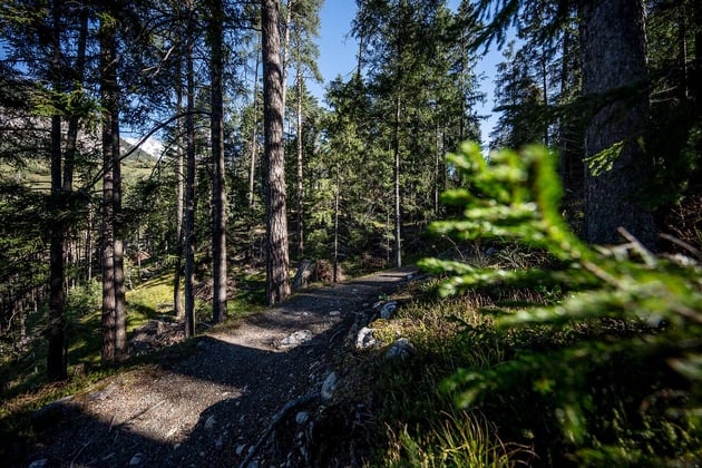 Abenteuer im Wald