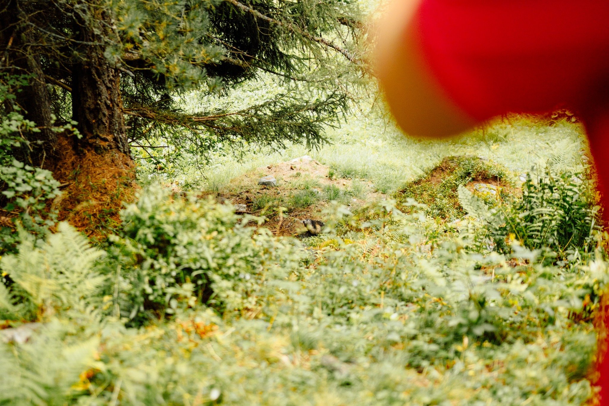 Vie des marmottes 2