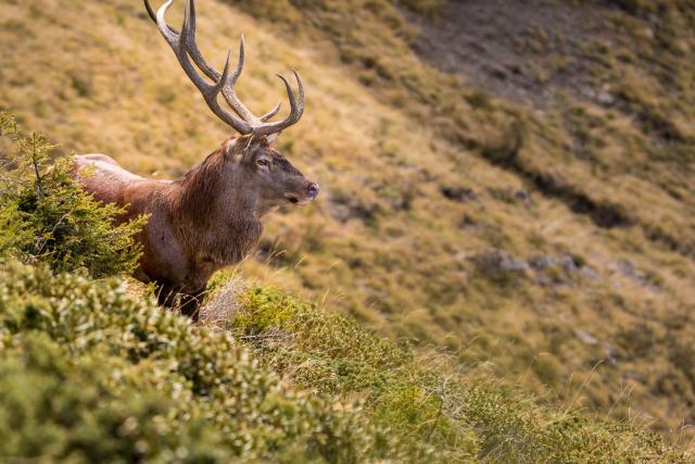 mys-Wild game watching-Sentier_exposition_plein_air_été_cerf_2021
