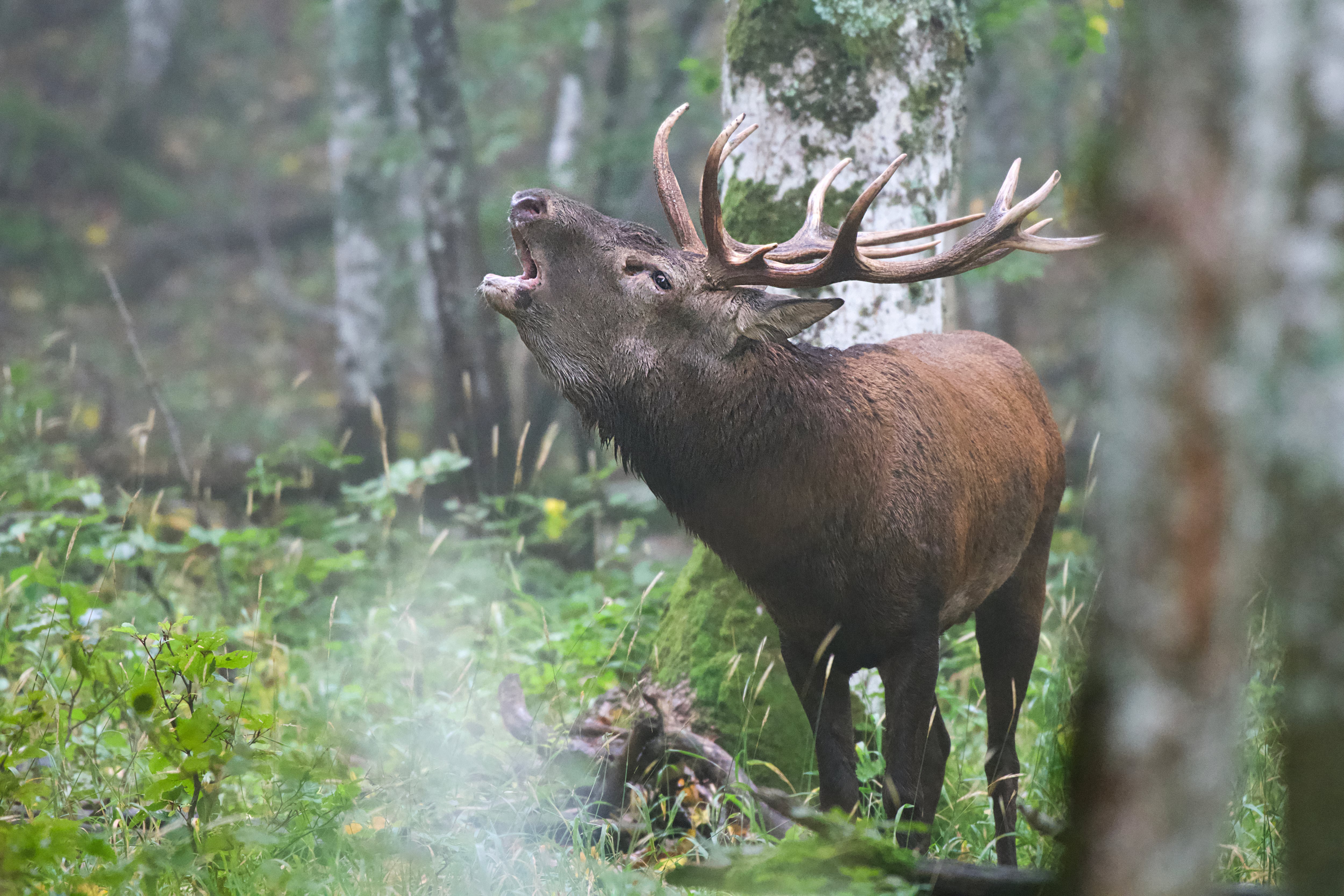 Brame du cerf