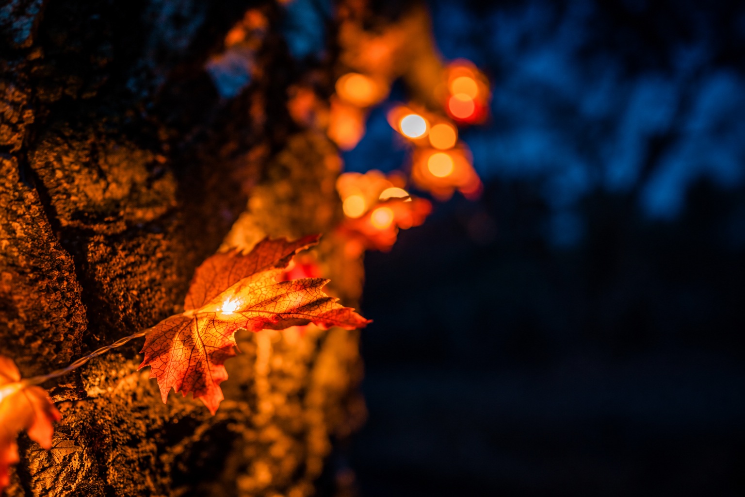 Winter nights