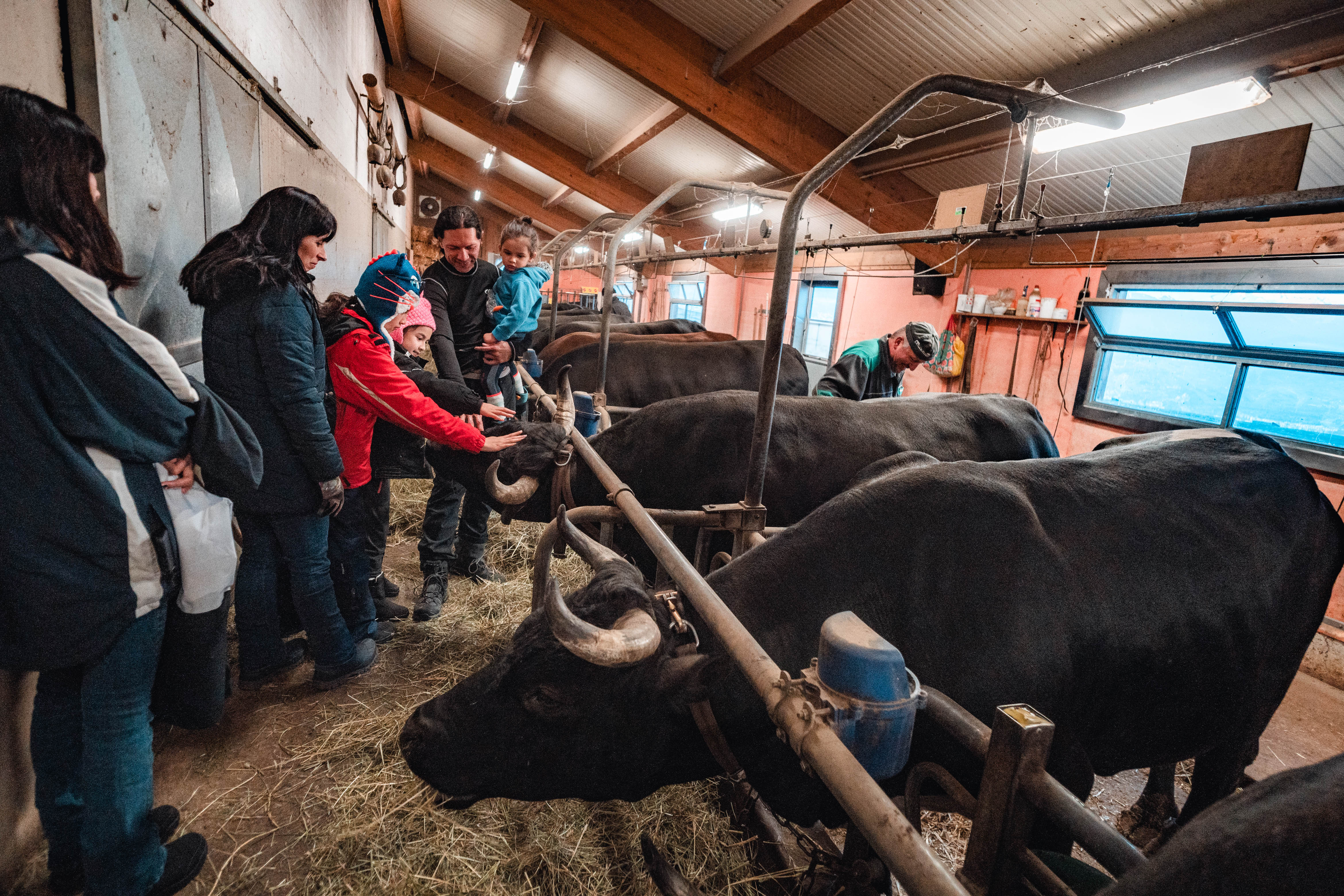 Visiting the cows