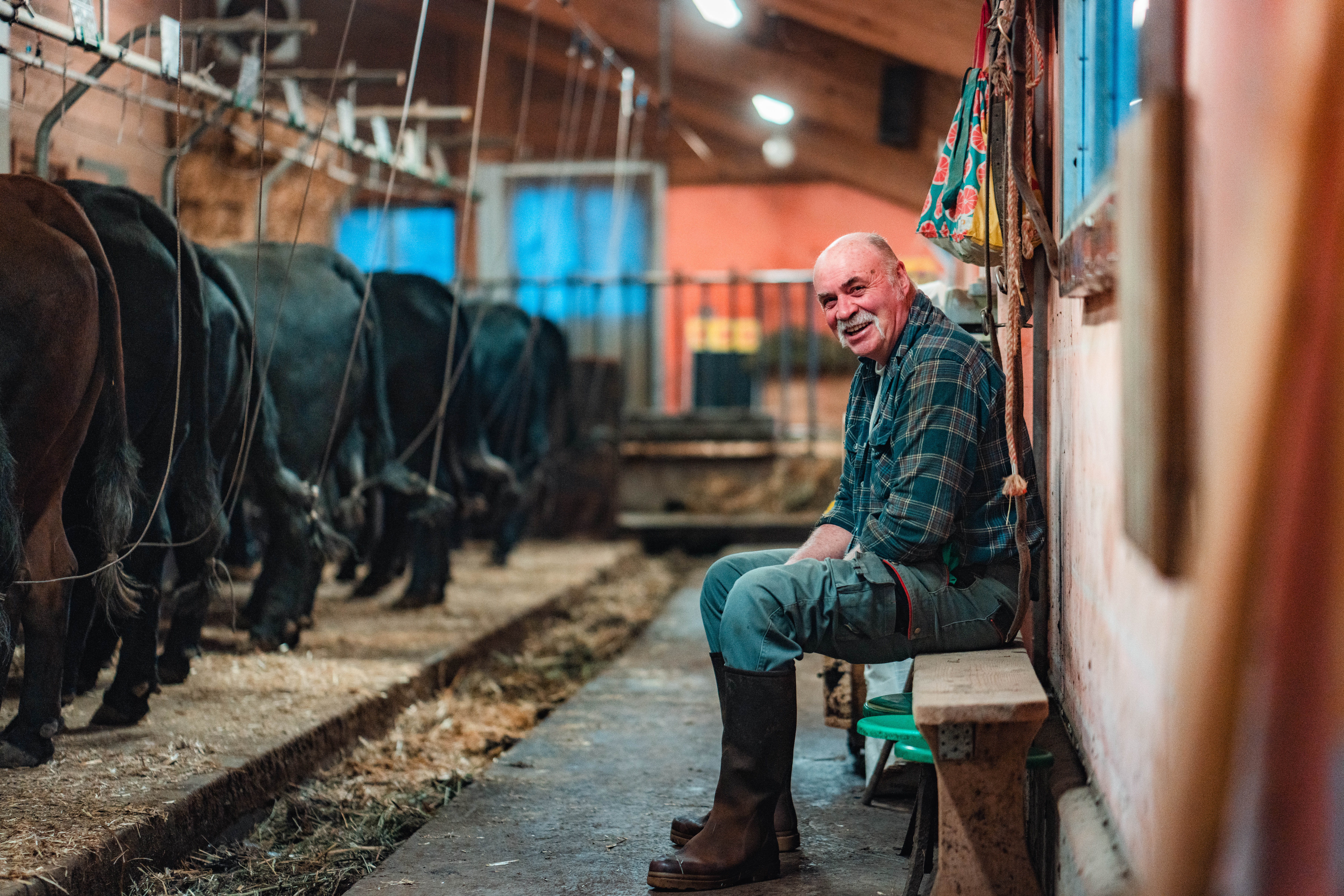 In the cowshed