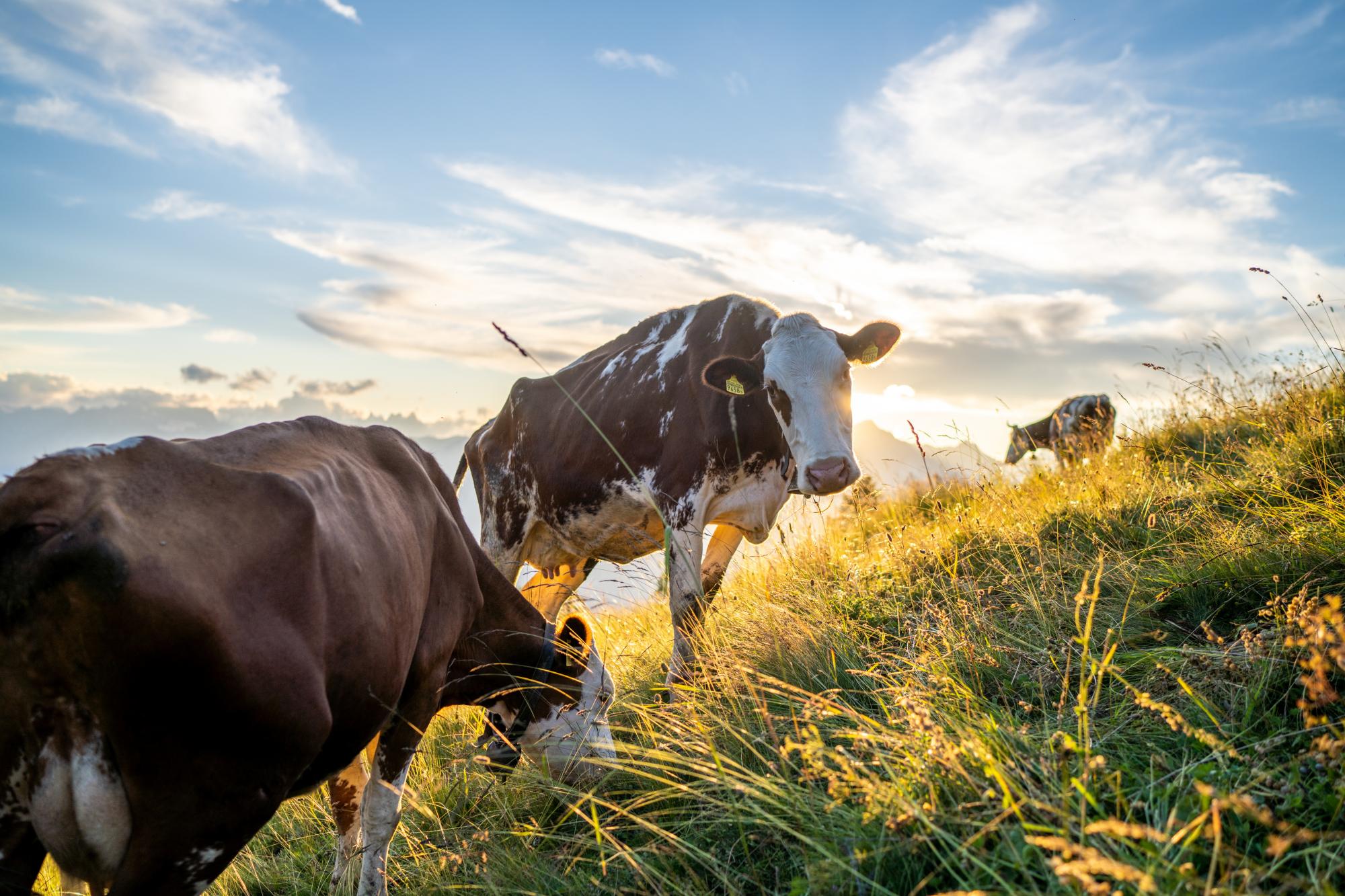 mys-La vie sur l'alpage-Vaches alpage