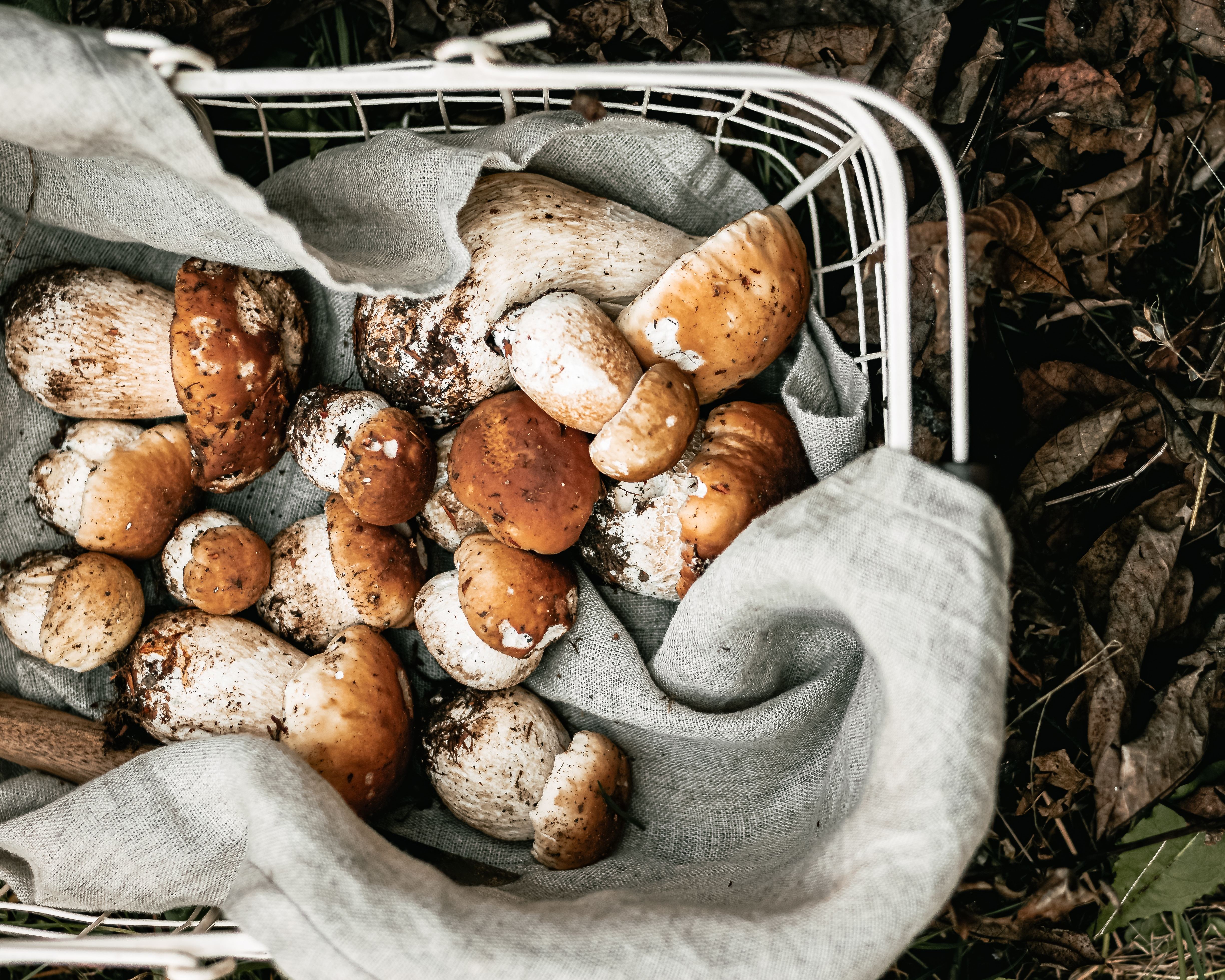 mys-Geführte Pilzwanderung-Champignons