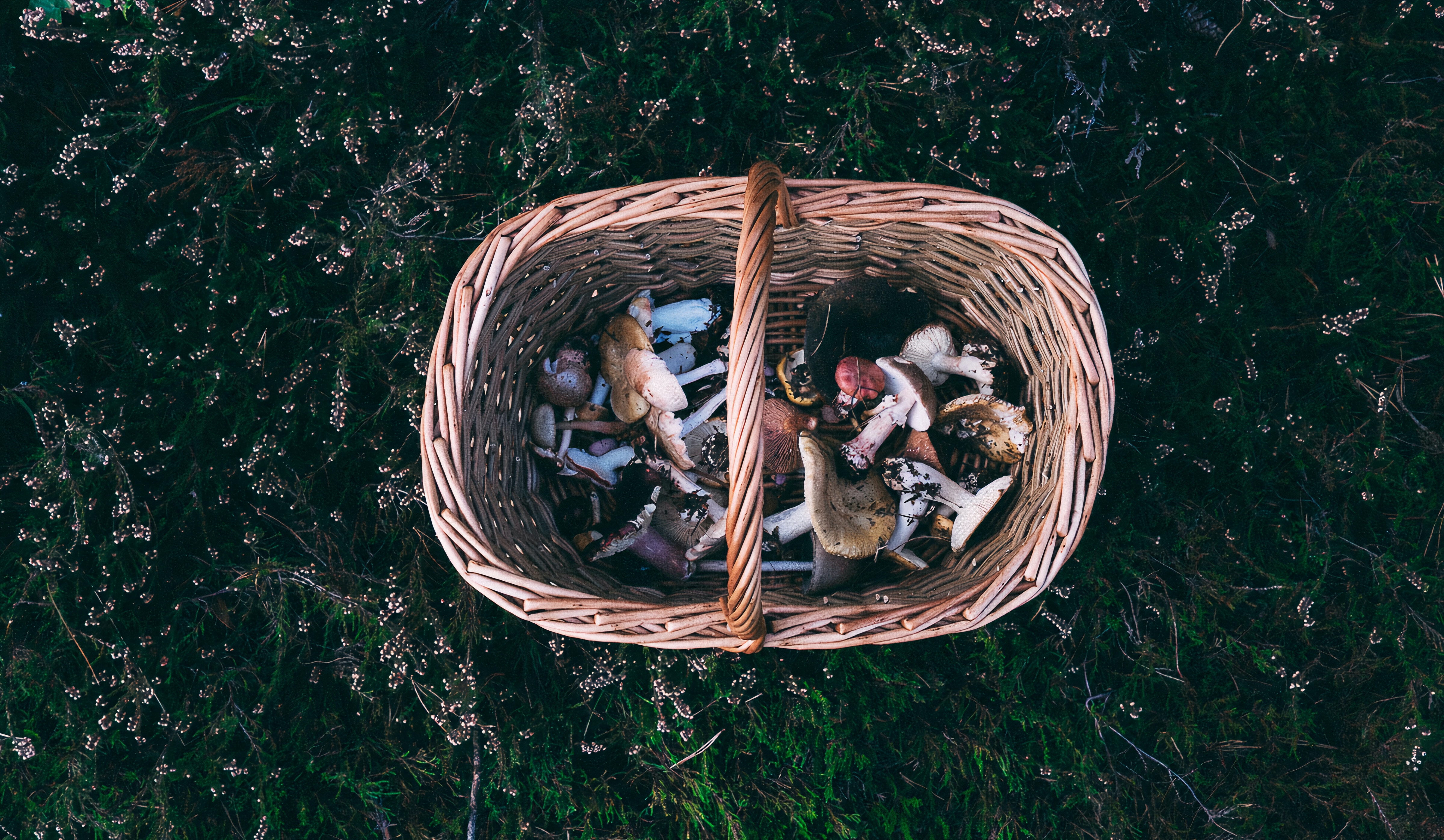 mys-Geführte Pilzwanderung-Champignons