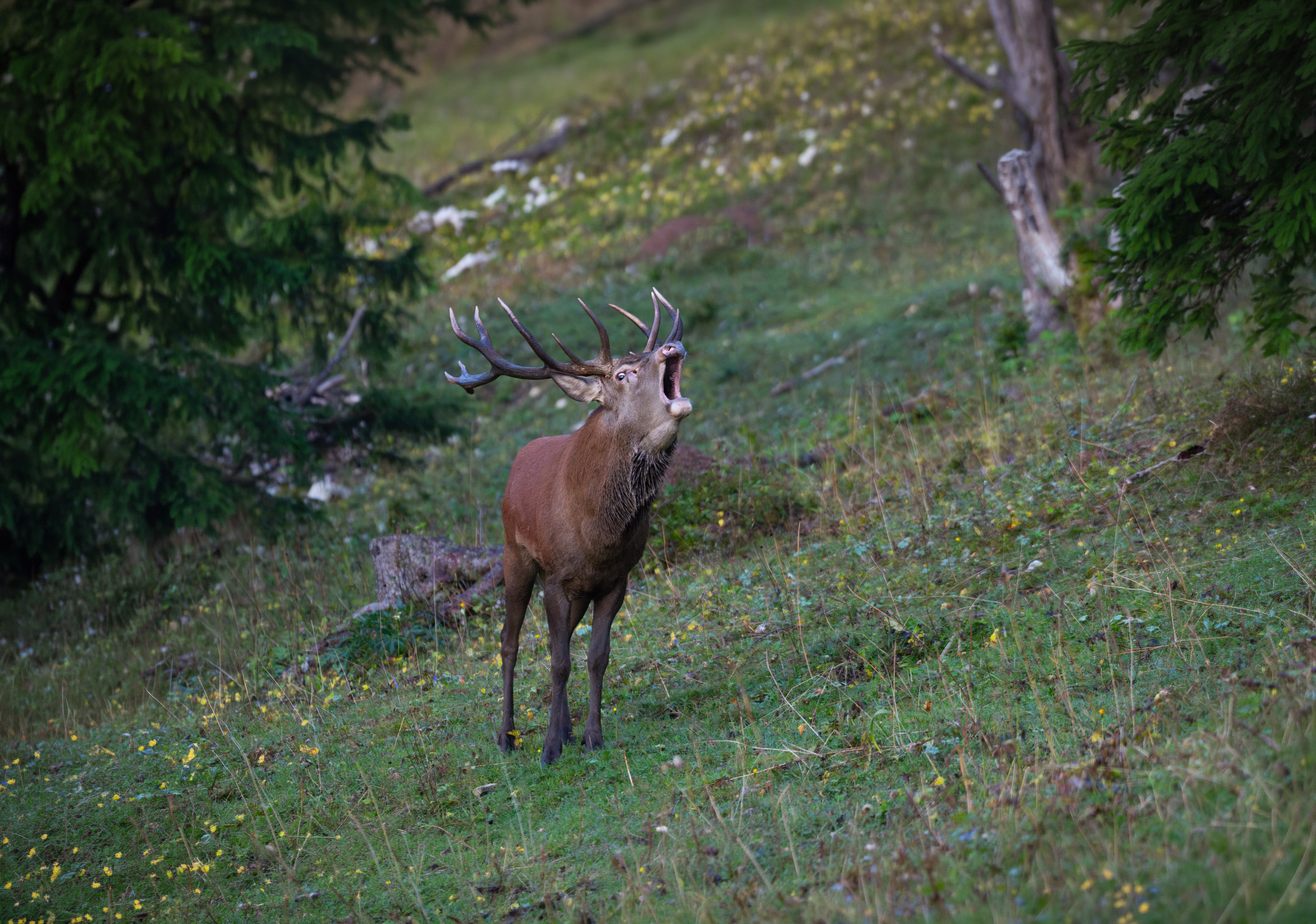 Brame du cerf