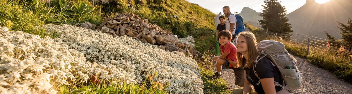 Swiss Flower Panorama Trail Swiss Flower Panorama Trail