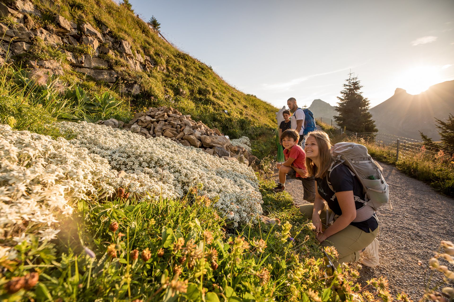Swiss Flower Panorama Trail