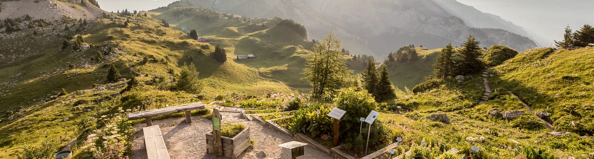 Alpine Garden Alpine Garden