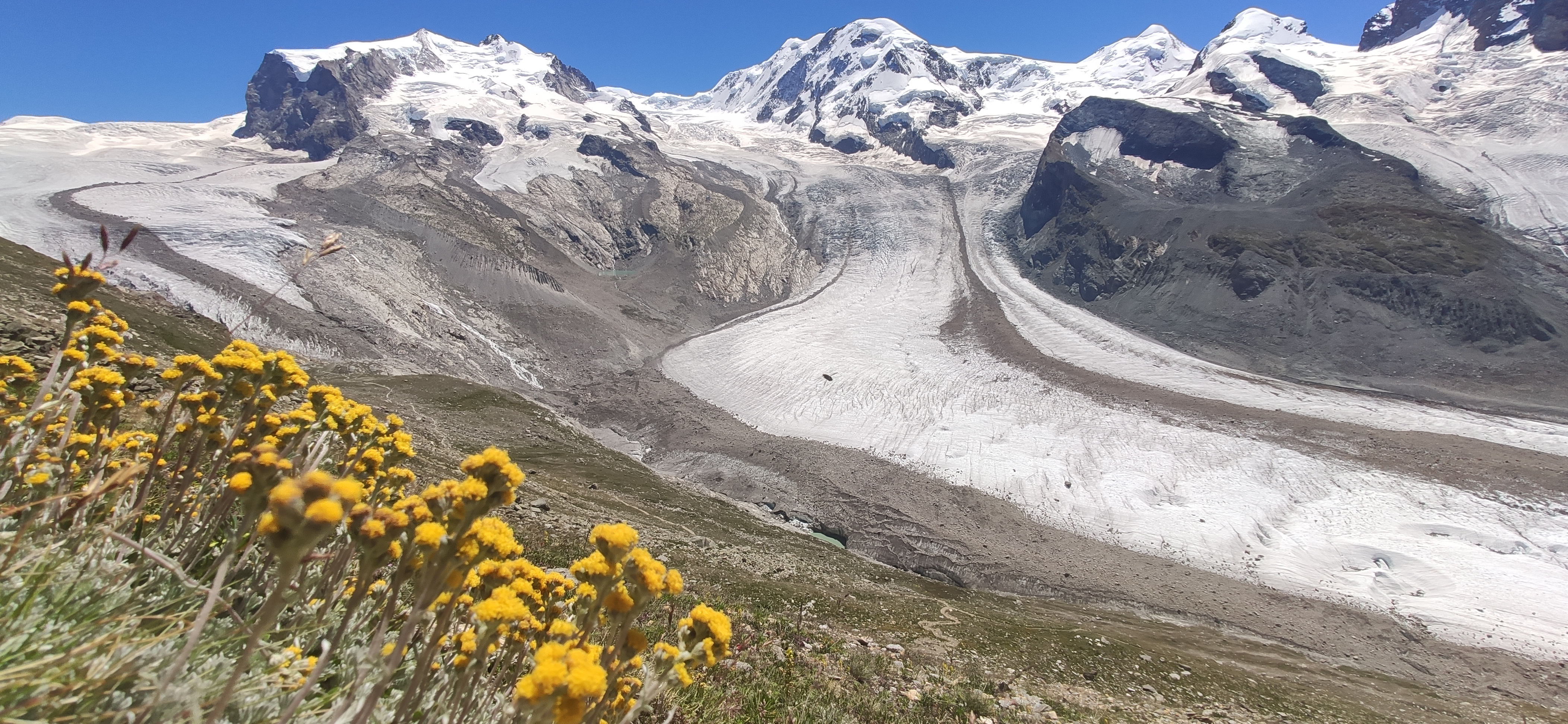 Gletscher Edelraute