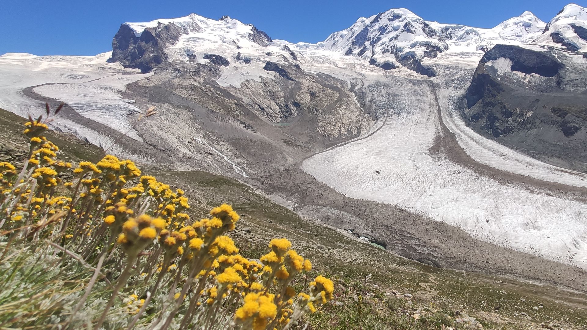 Gletscher Edelraute