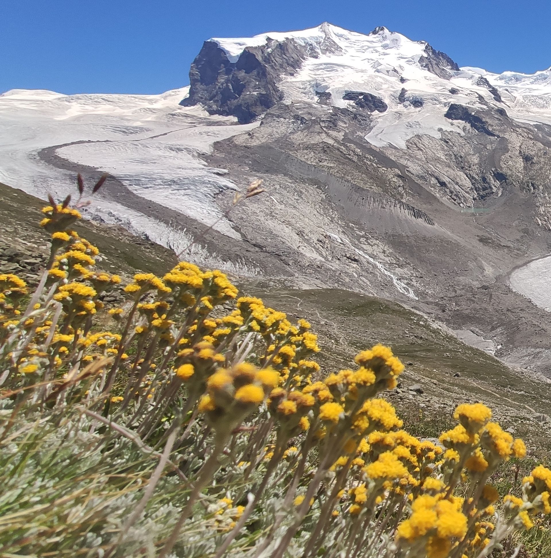 Gletscher Edelraute