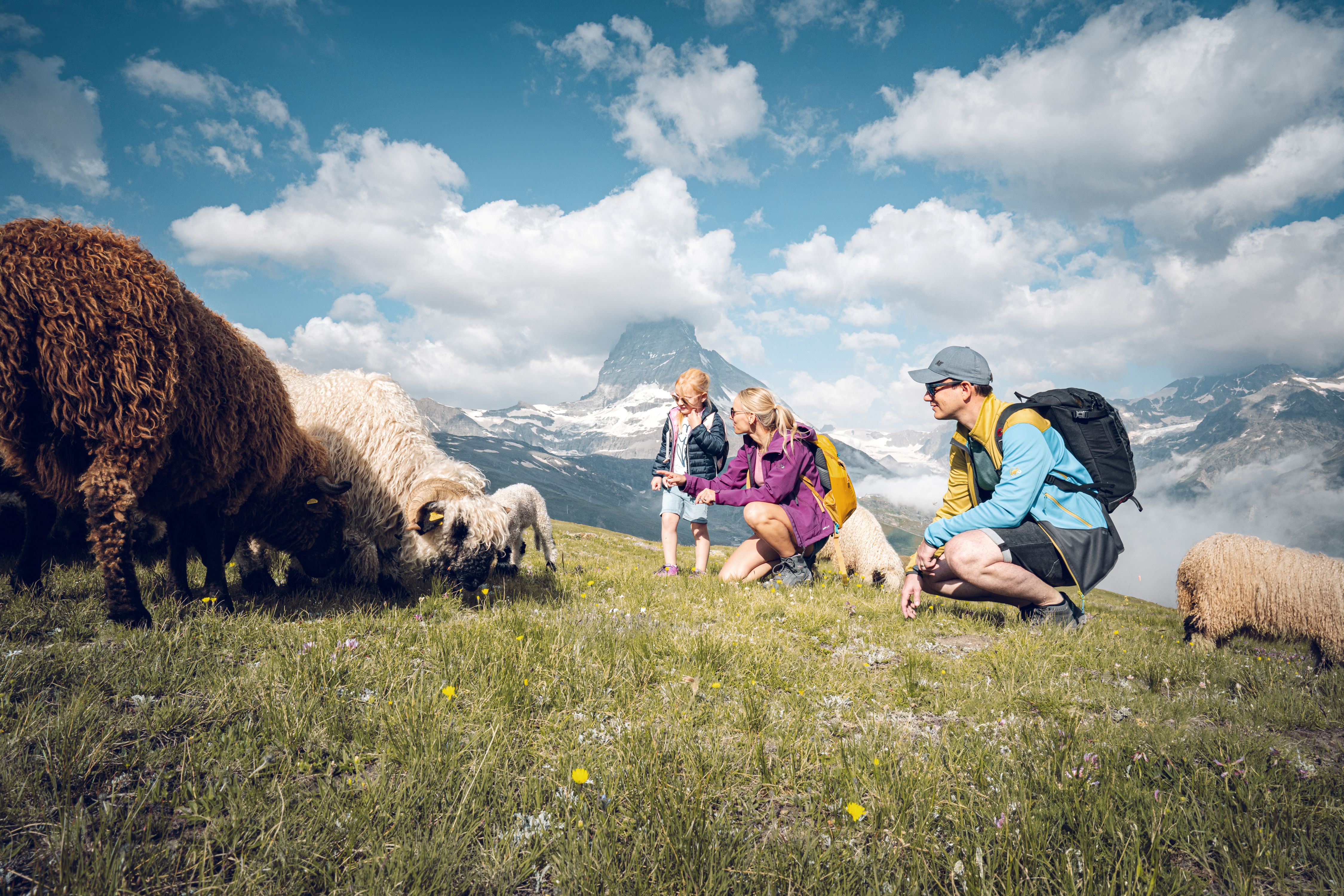 Meet the Sheep, moutons à nez noir au Gornergrat