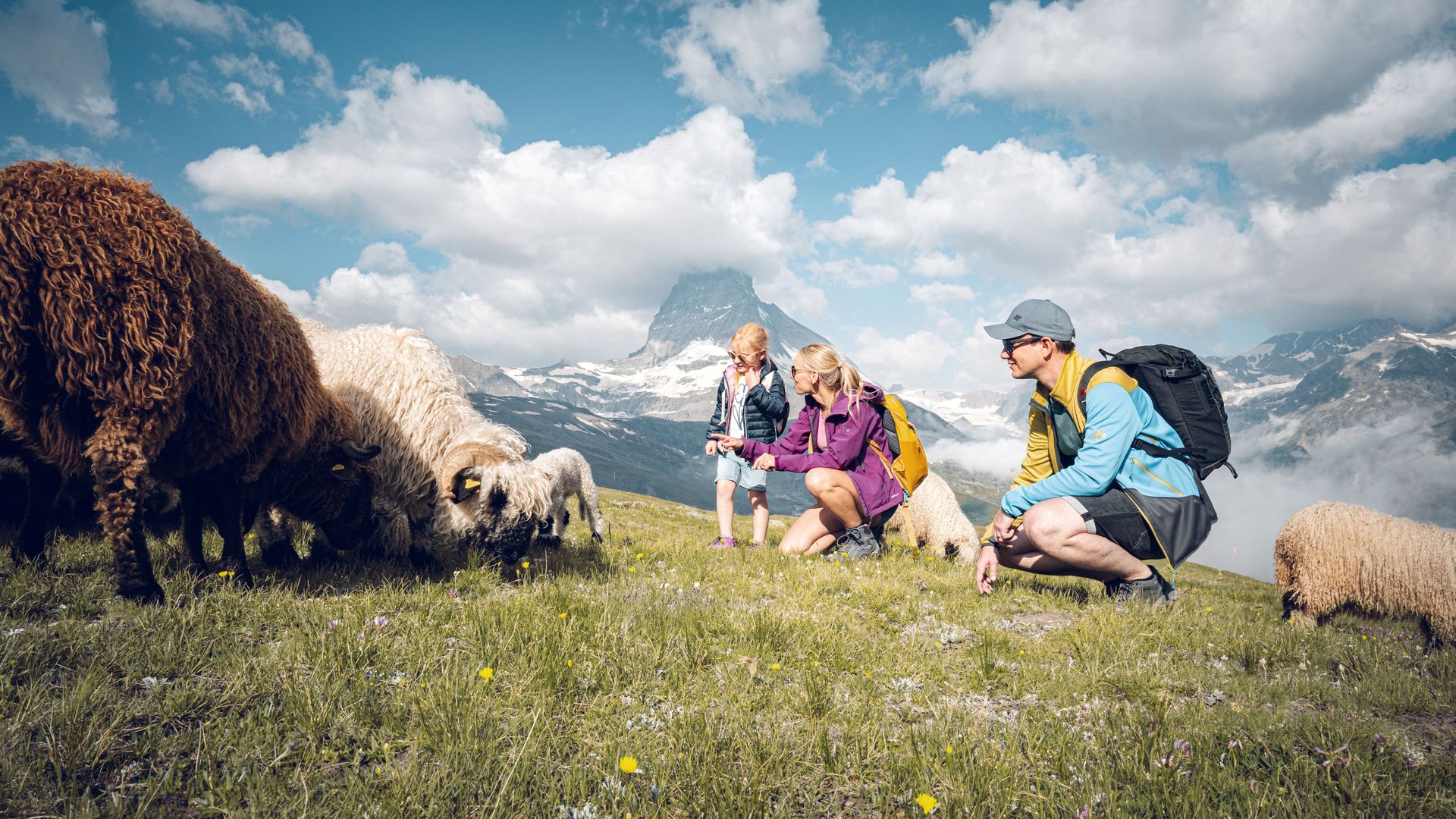 Meet the Sheep, Schwarznasenschafe am Gornergrat