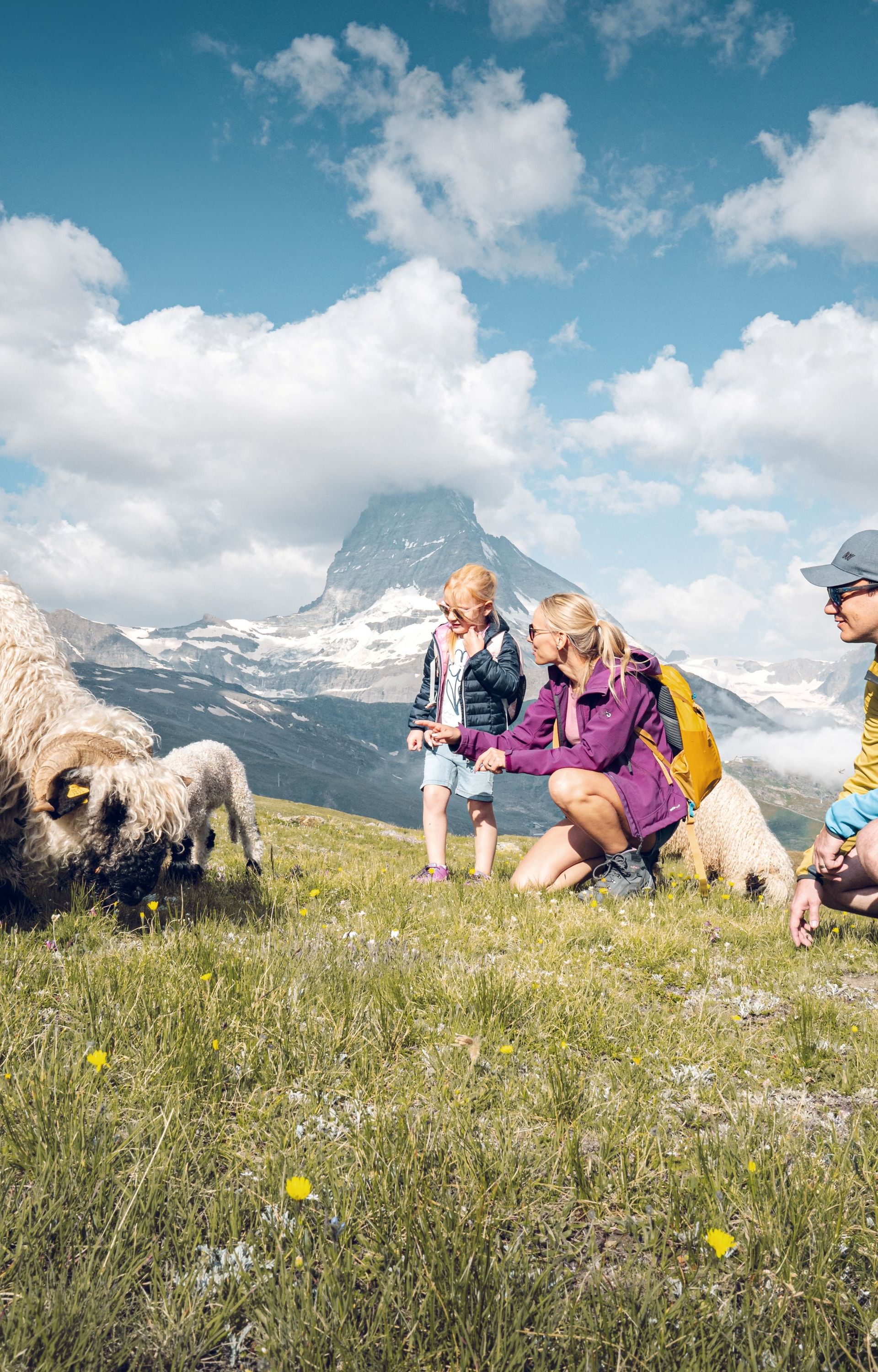 Meet the Sheep, Schwarznasenschafe am Gornergrat