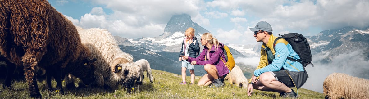 Meet the Sheep, Schwarznasenschafe am Gornergrat Meet the Sheep, Schwarznasenschafe am Gornergrat