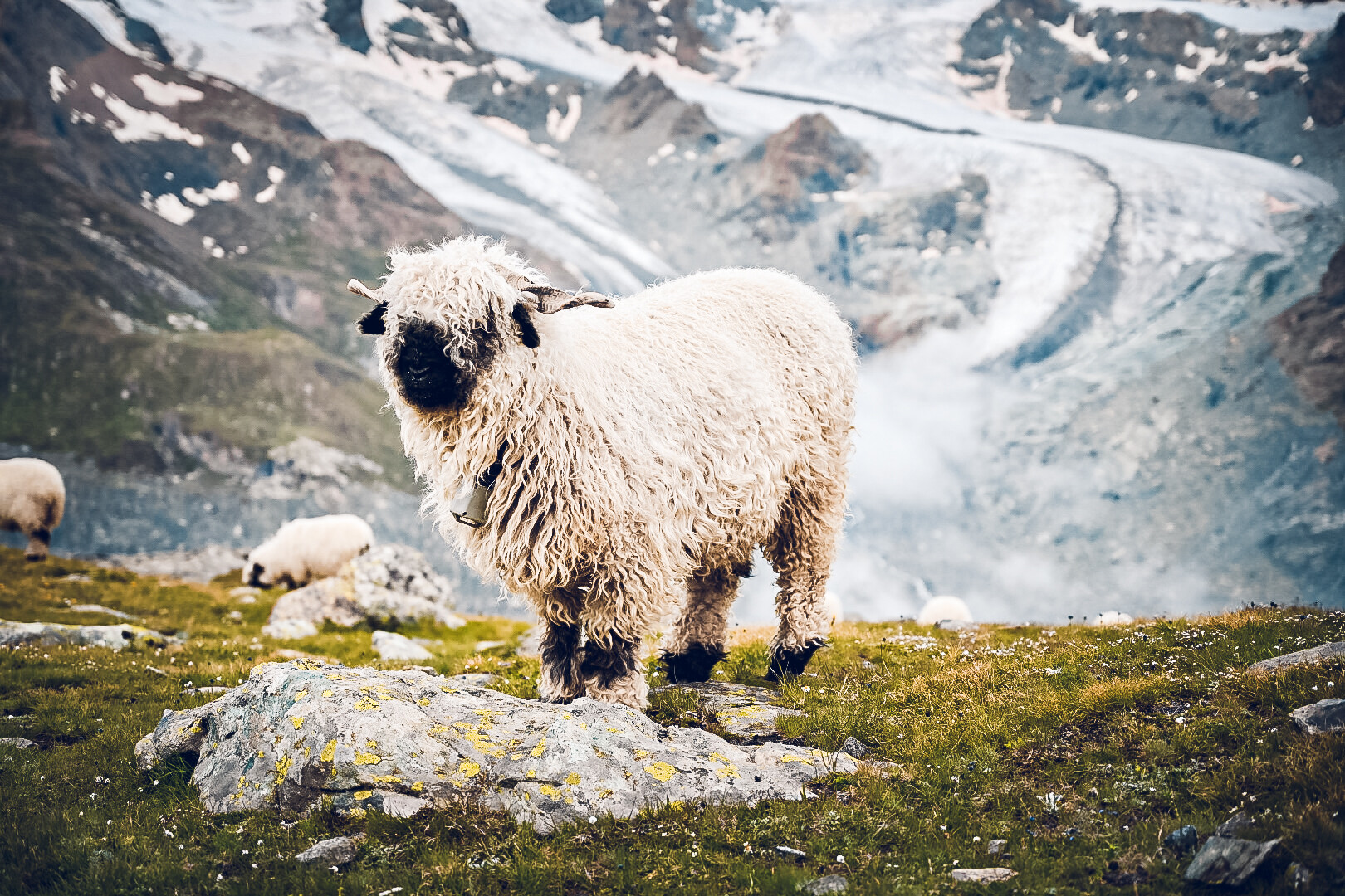 Schwarznasenschaf mit dem Gornergletscher im Hintergrund, Zermatt, Schweiz