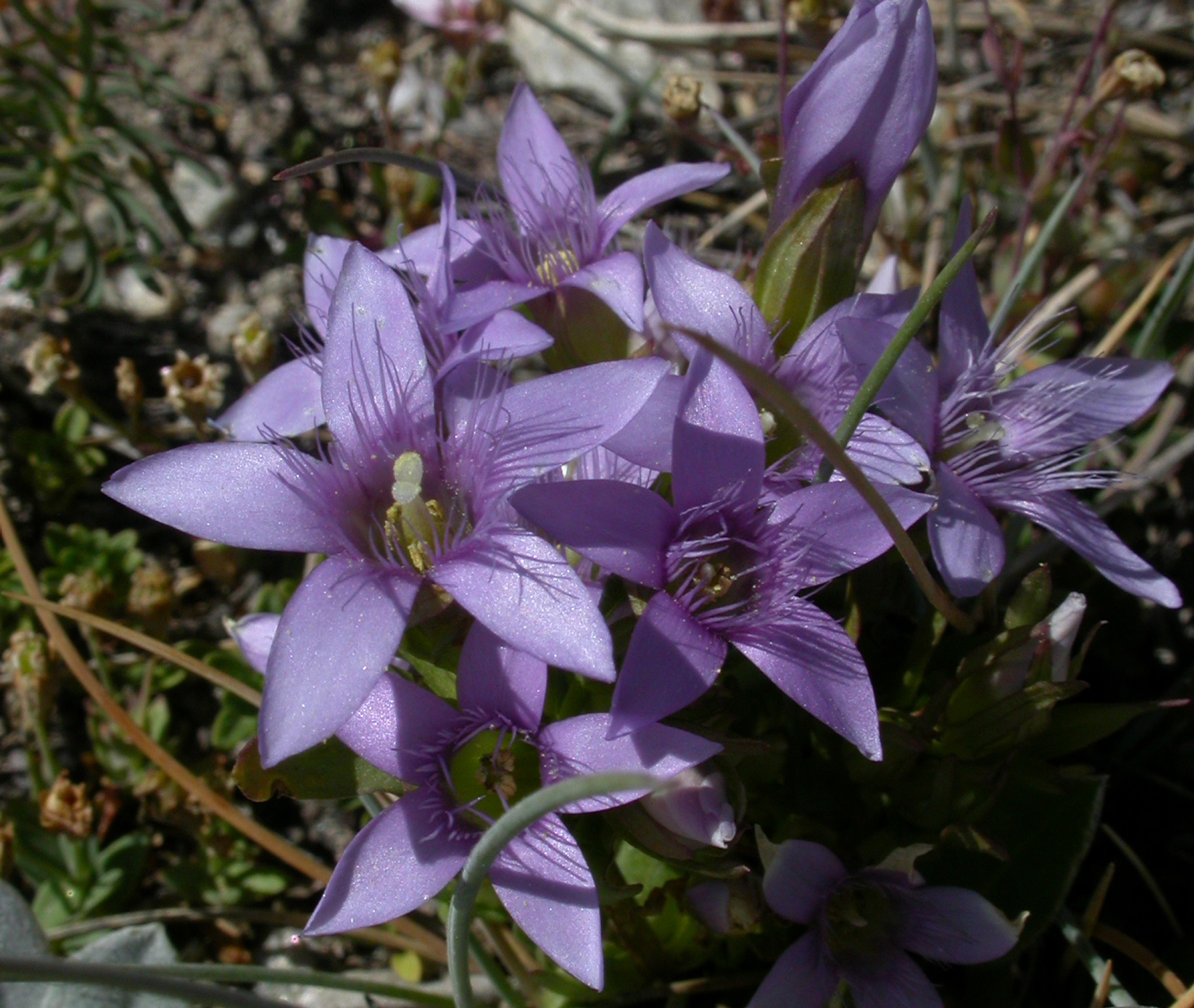 Reichästriger Enzian