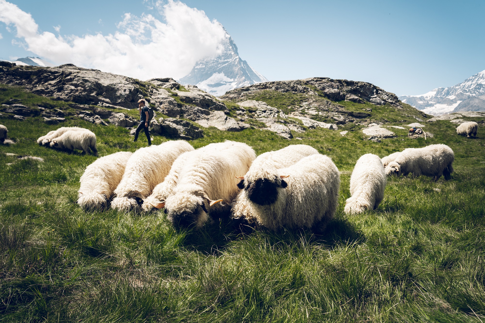 Troupeau de moutons Riffelberg