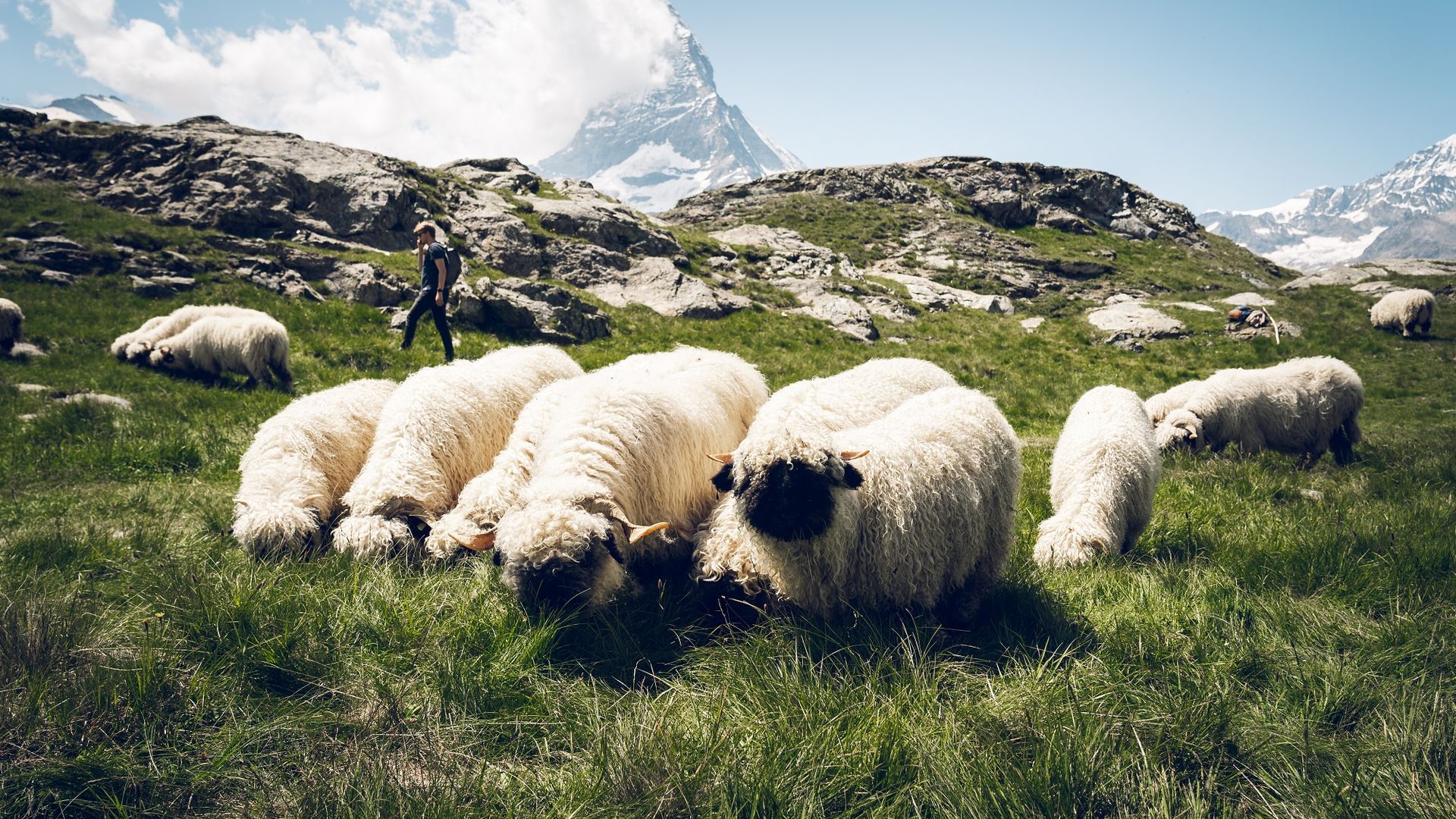 Flock of sheep Riffelberg